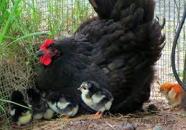 australorp-pollitos