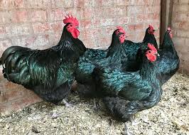 gallinas australorp